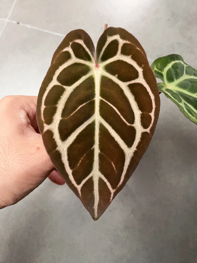 【原种卡拉 2】天南星科 热带植物