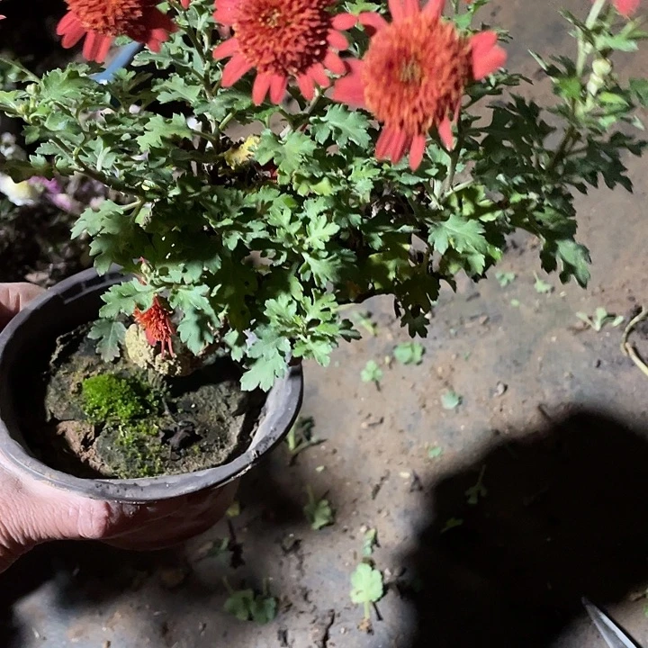 朱***杜30菊花菊花菊花菊花家