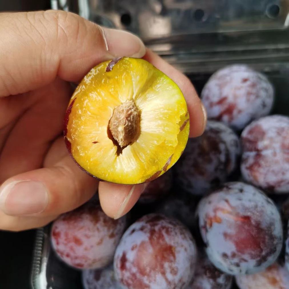 红脆李巫溪重庆四川高山脆红脱骨李子新鲜当季水果现摘现发