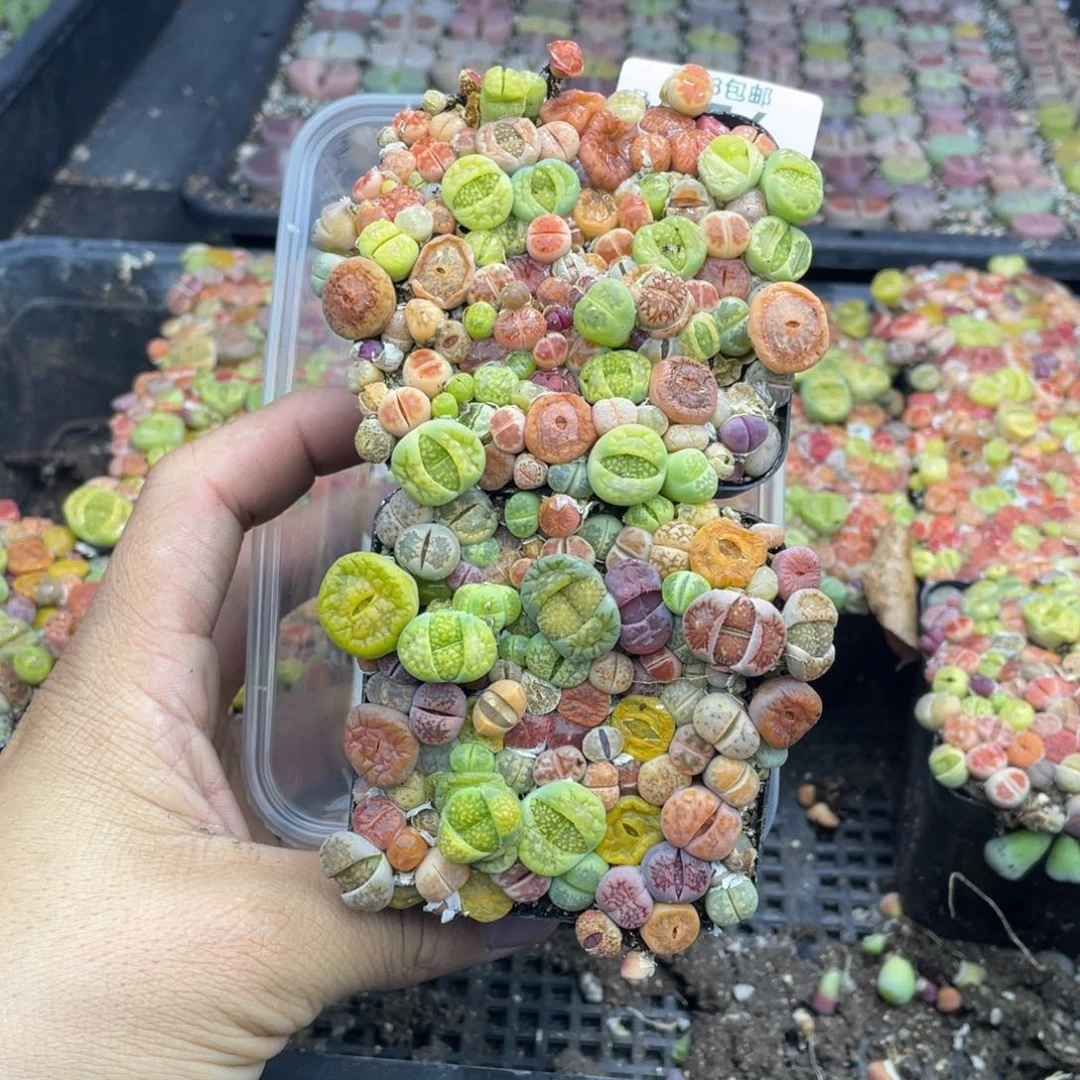 红陶随**梦00000000000654