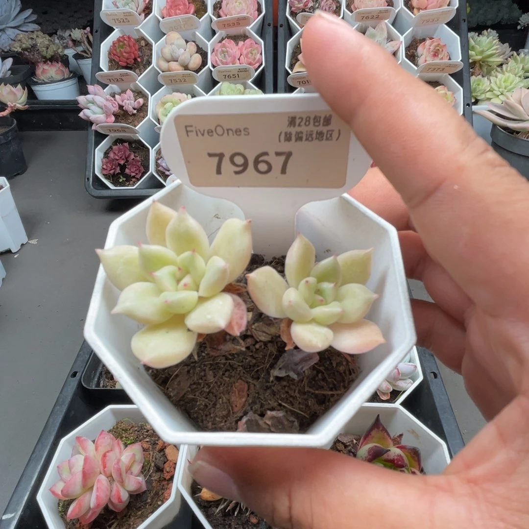 7967璀璨4.5厘米