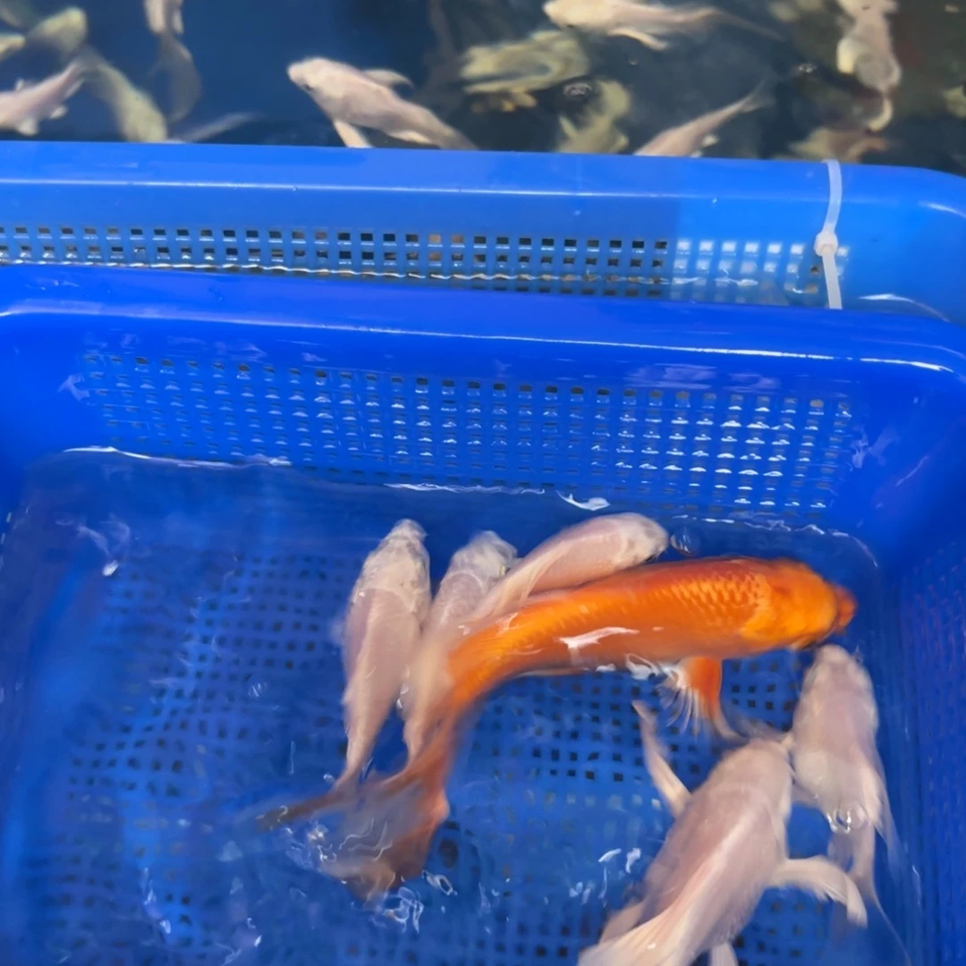红色送4条短尾鱼一条白