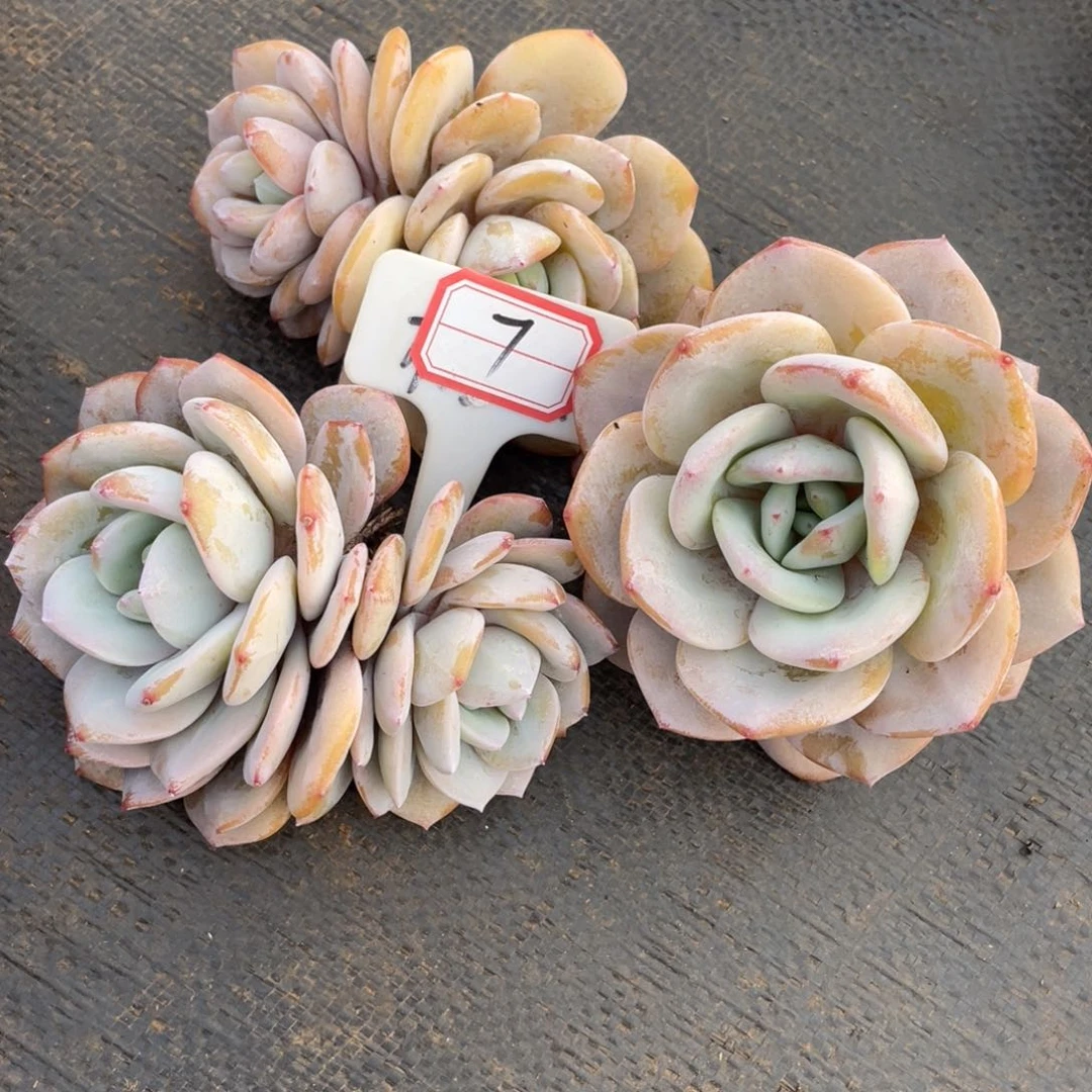 声*姐姐说要不就是个好