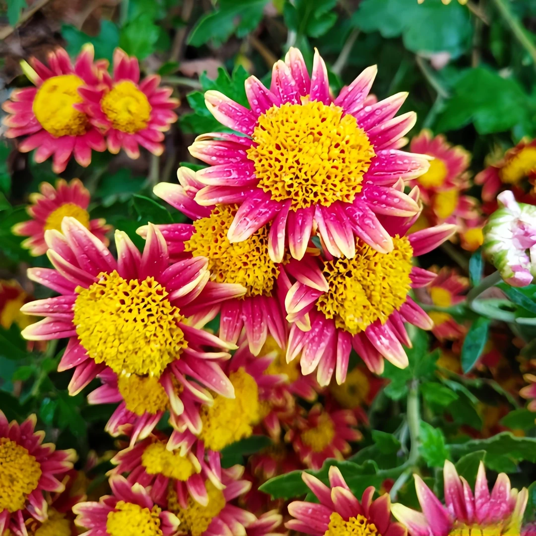 菊花苗室内外四季开花小苗千头菊多年生秋菊大花绿植花卉盆栽雏菊