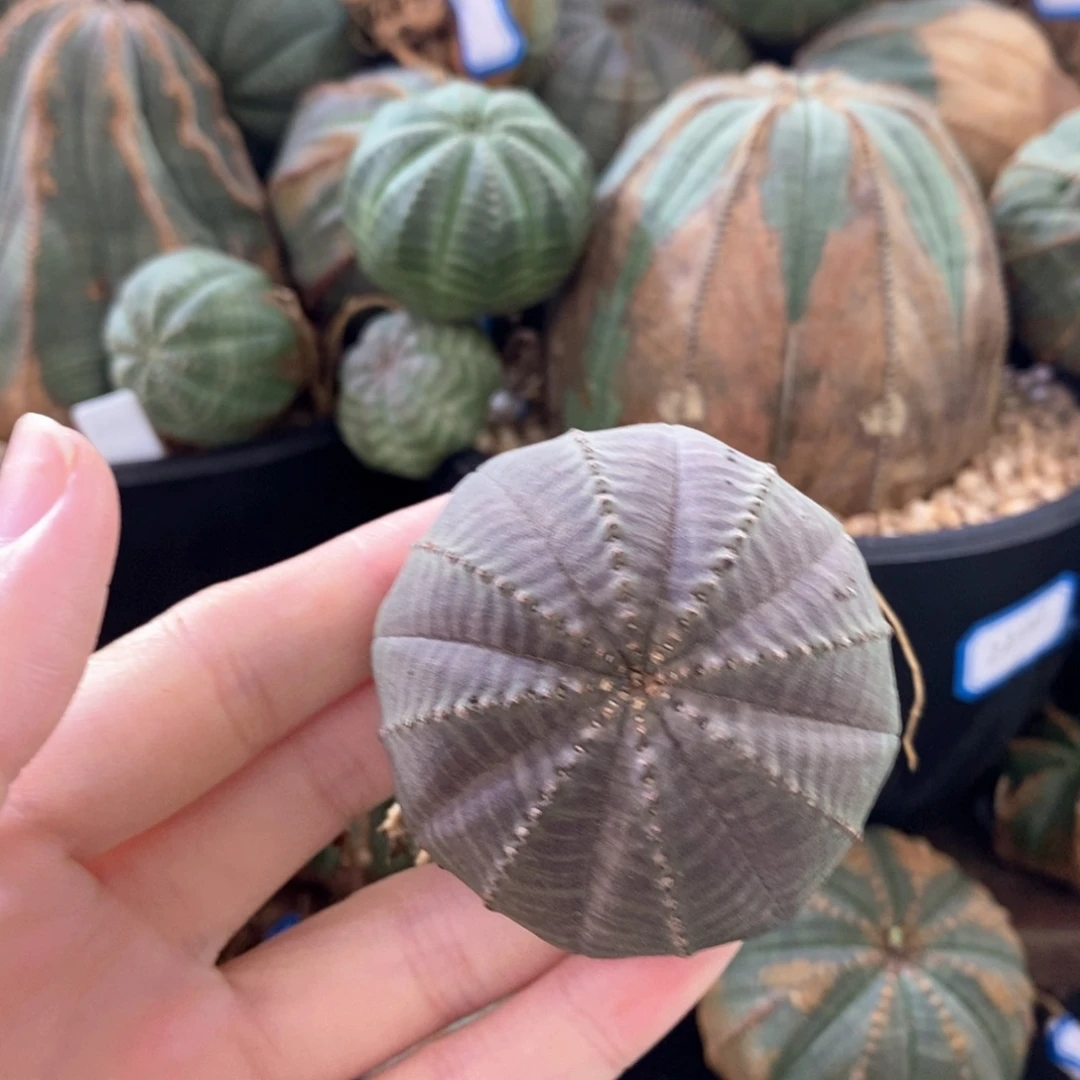 14布纹球精品一物一拍