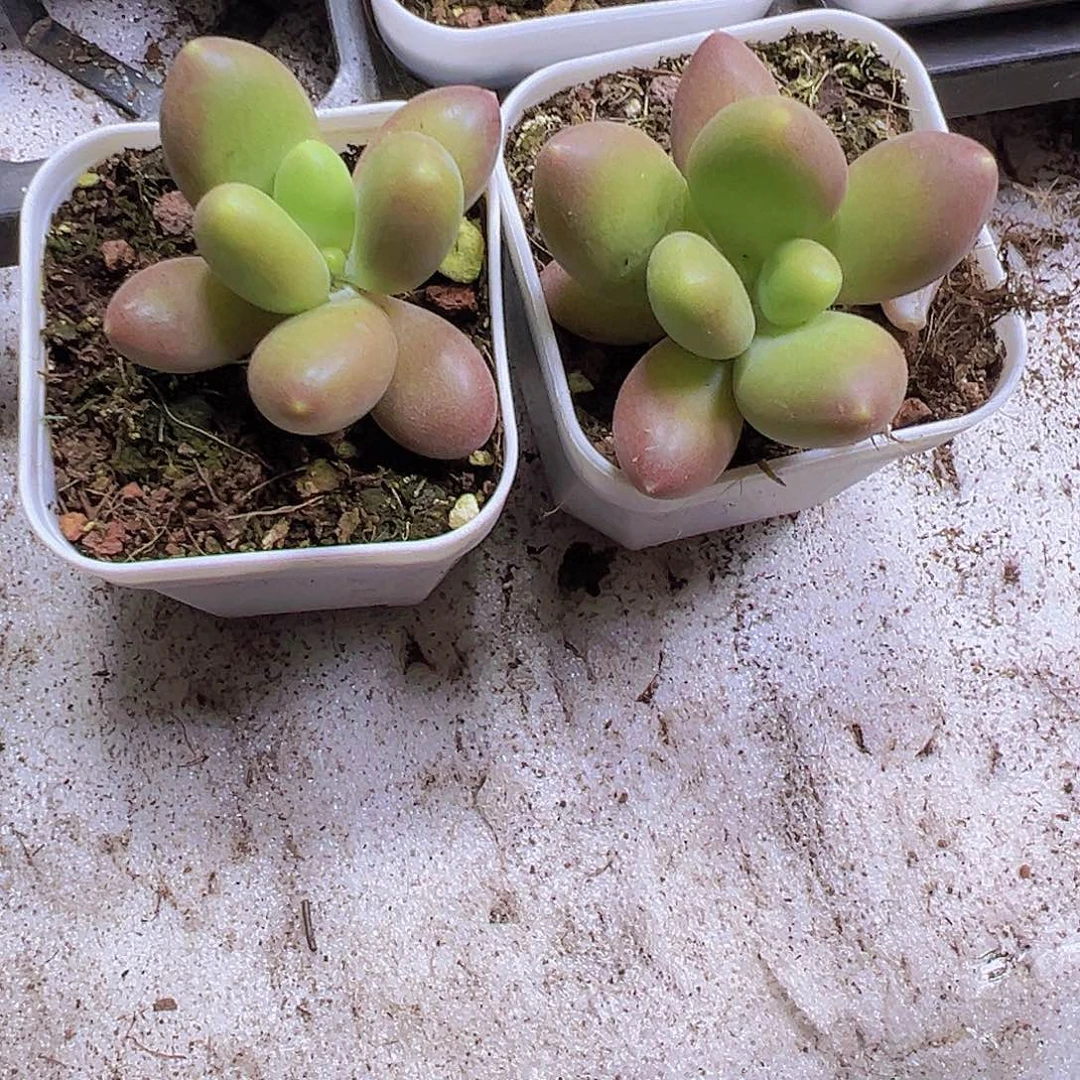 芒果奶2盆19包油多肉植物