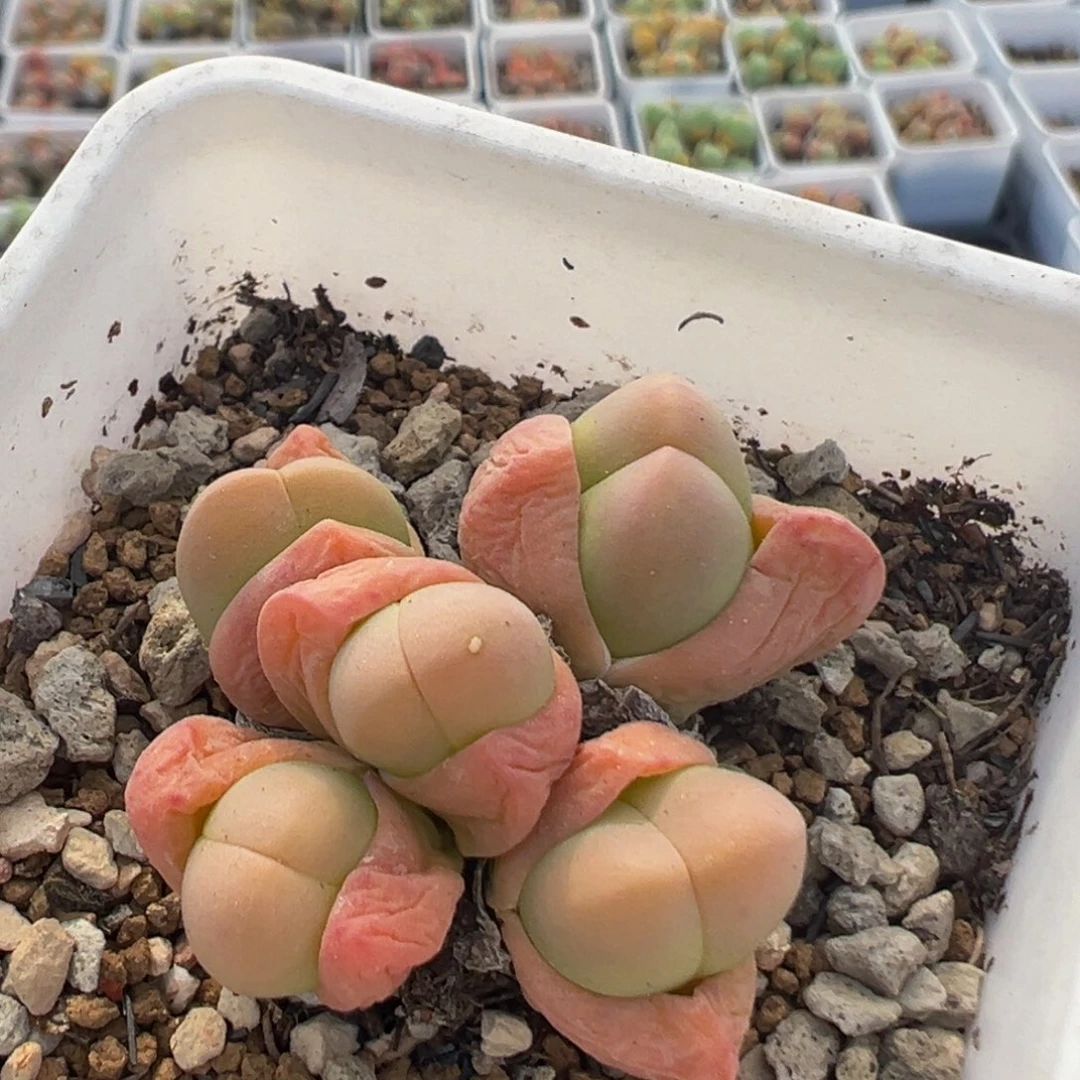 136多肉植物百科知识