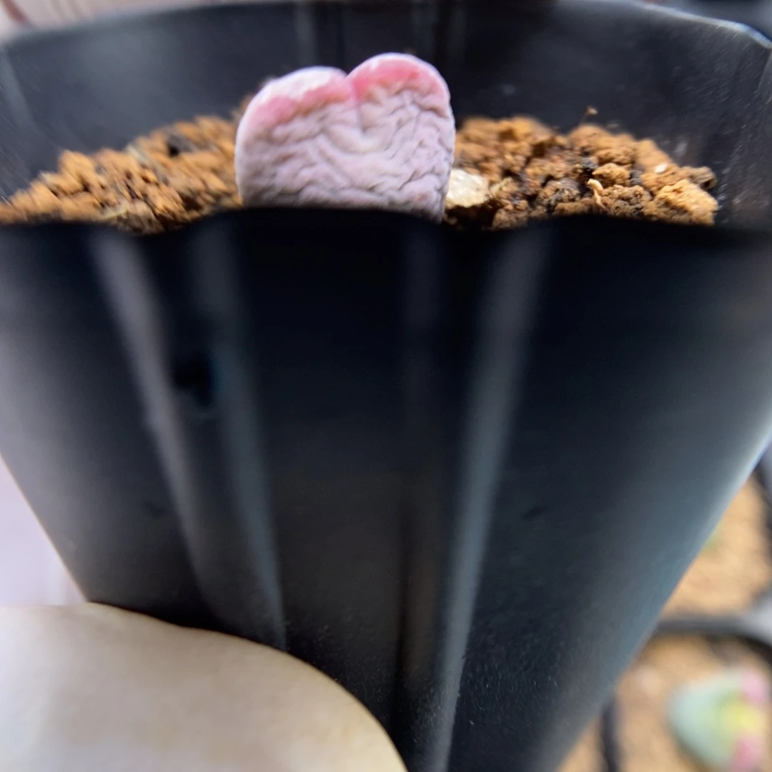 多肉植物肉锥杂交K-4209 大伤 缺水