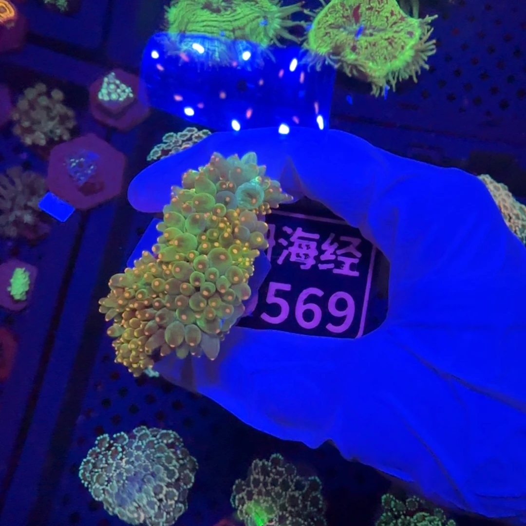 暴***走纽扣珊瑚又又不包邮尼罗河D569