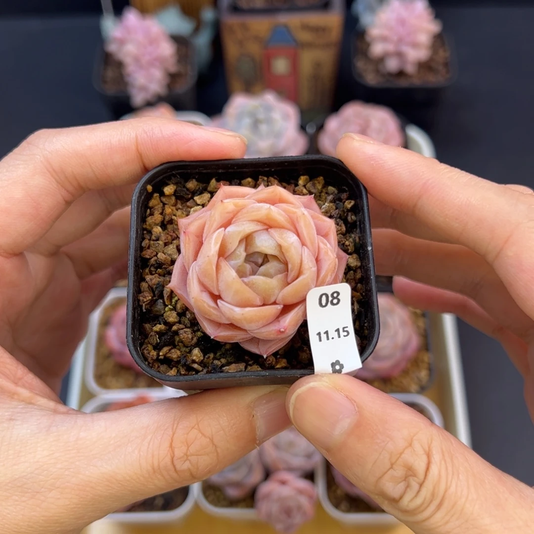 纯爱08、哈哈哈哈哈