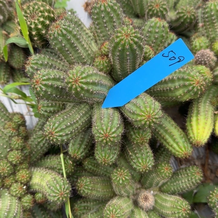 锦****位白檀仙人掌723群生509