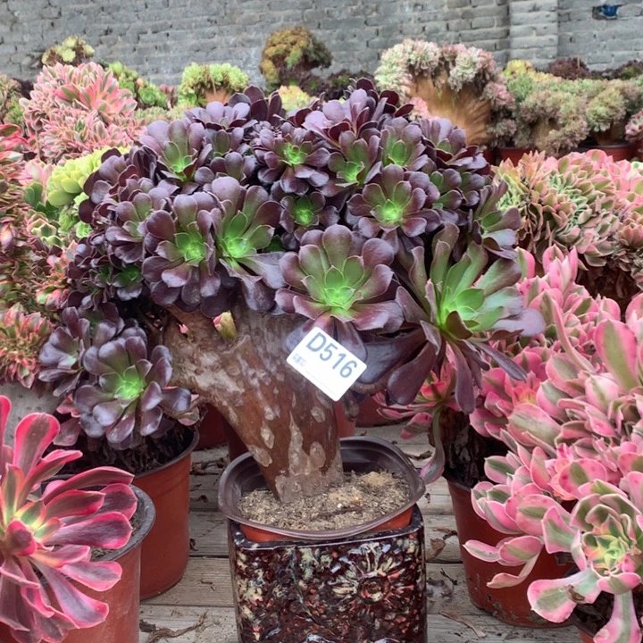 516欧紫朵朵缀多肉法师