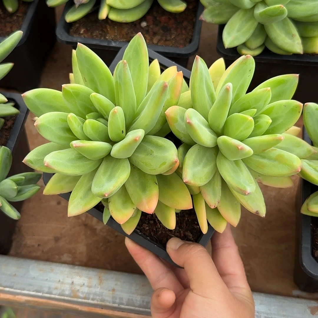 海洋之歌整无砍群生多肉