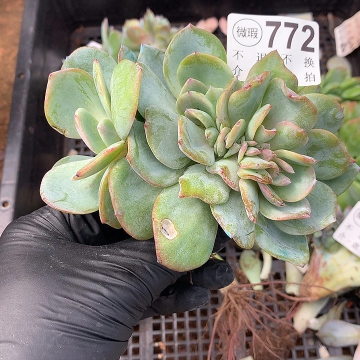 白凤缀化 非偏远38包邮 节后发