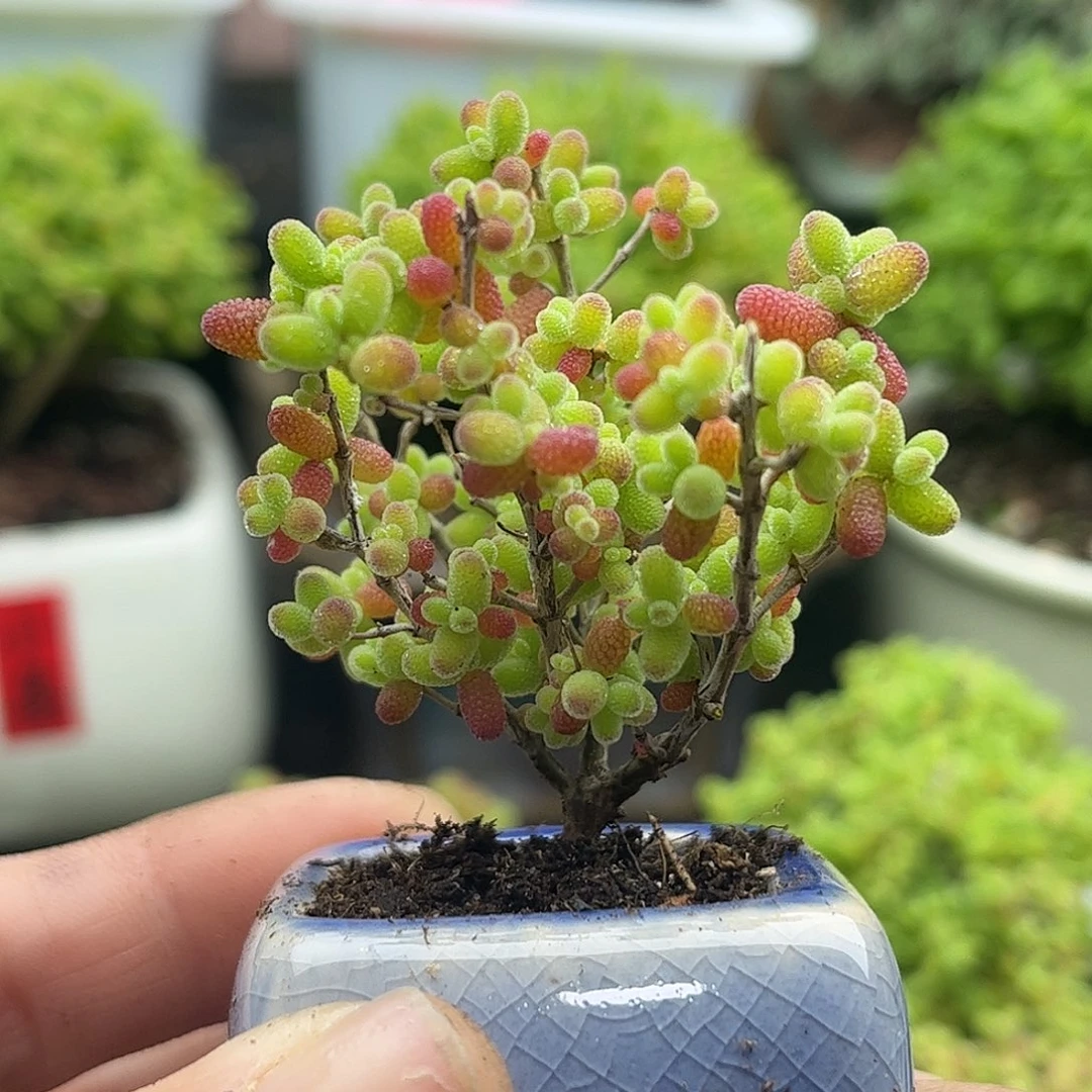 49蜜桔带盆优选枝干番杏