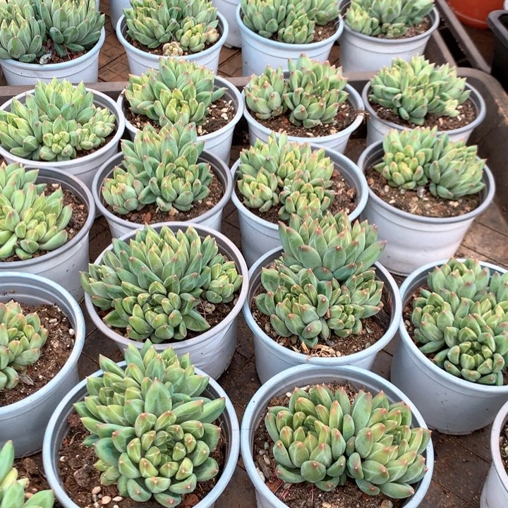 陨石两颗多肉植物两单包邮