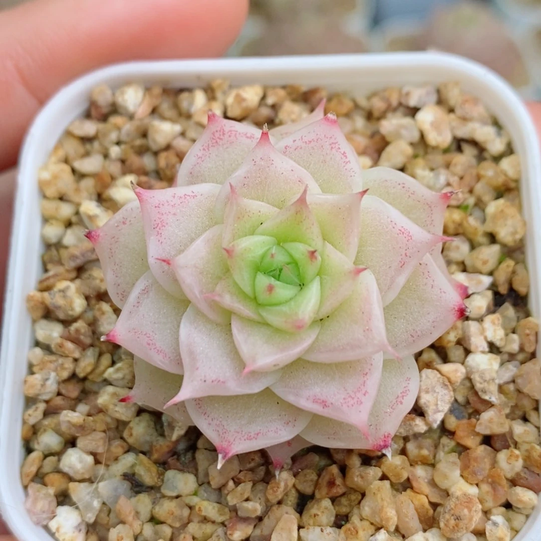 2-338 除新疆西藏内蒙12.8包邮 尺寸2～3厘米