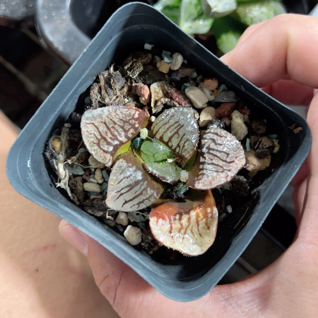 三*猫3709多肉植物一颗