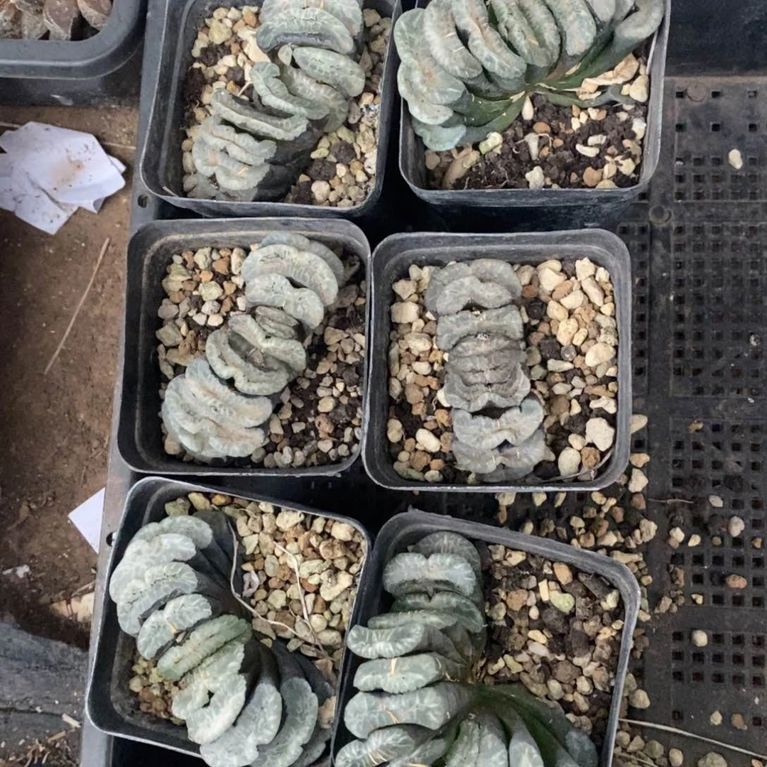 2208 一颗大玉扇 很周正 超级福利