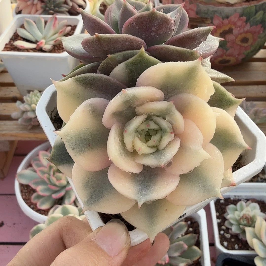 贝加尔湖锦，多肉植物