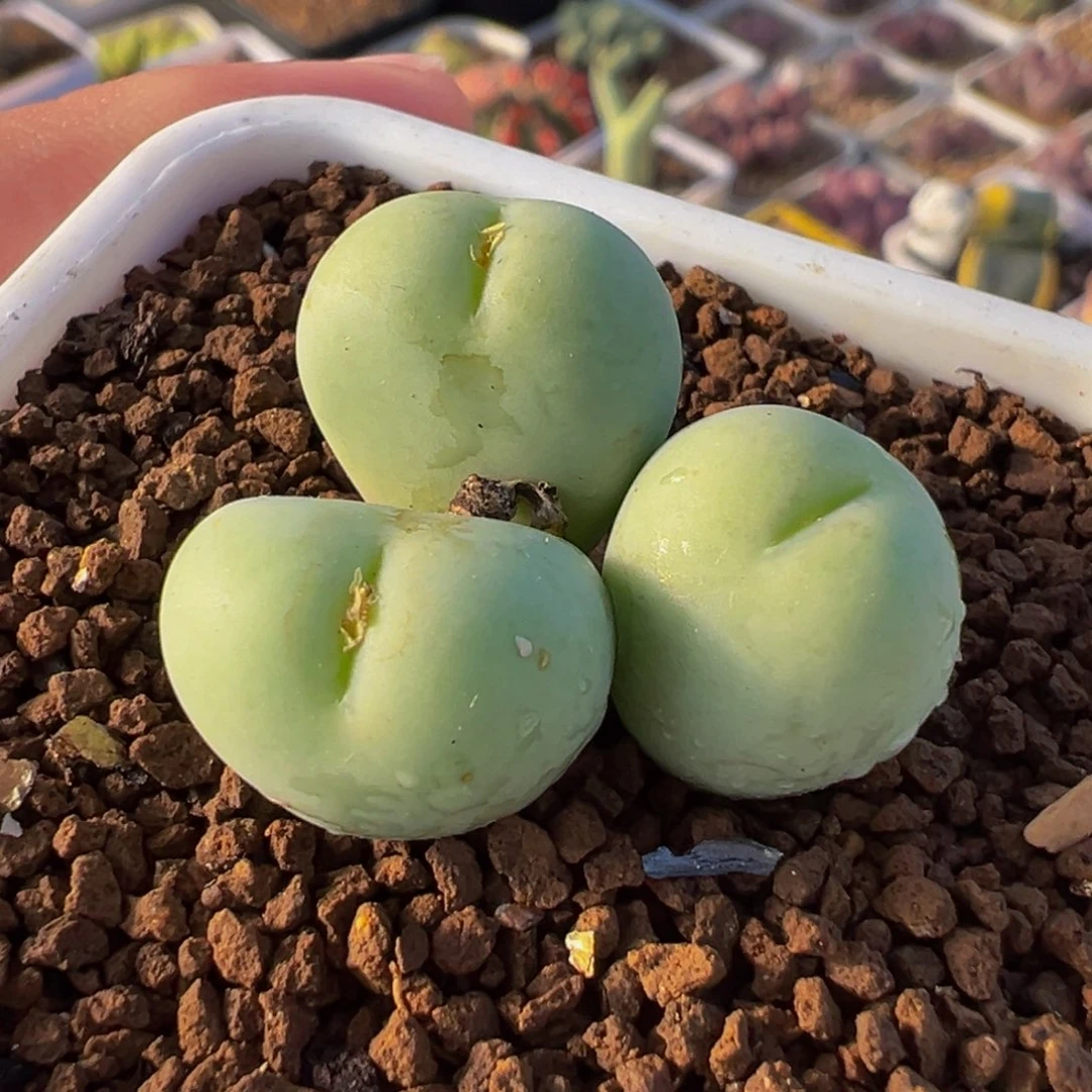 0爱心奶拳多肉植物盆栽