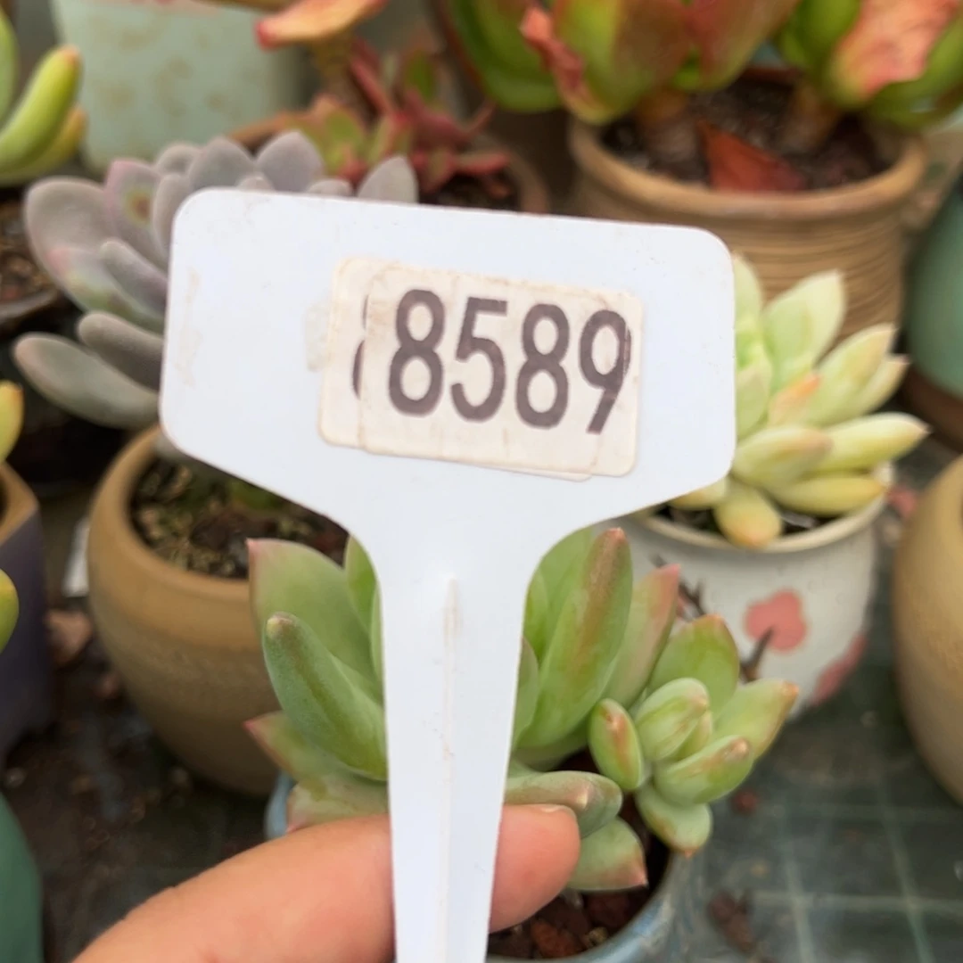 【闪购商品】陶****✨8589。 111111