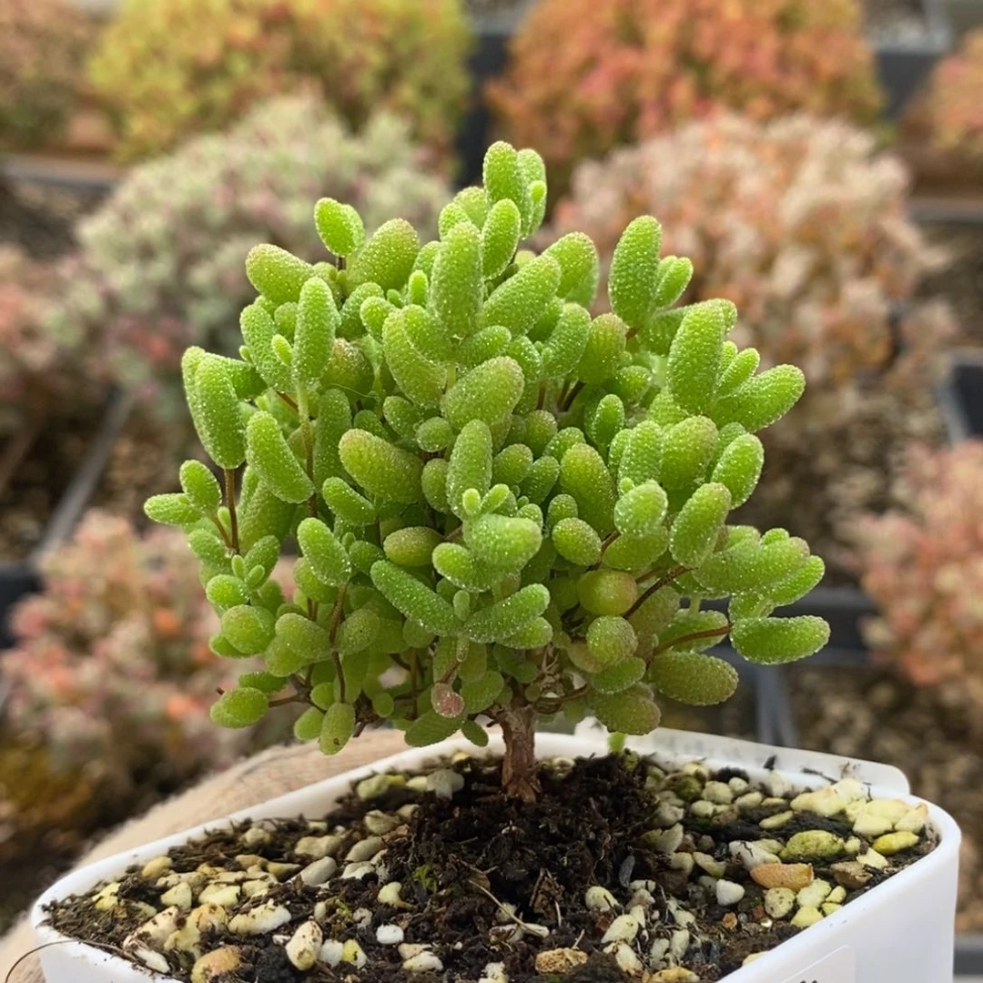 蜜橘糖球8492枝干番杏