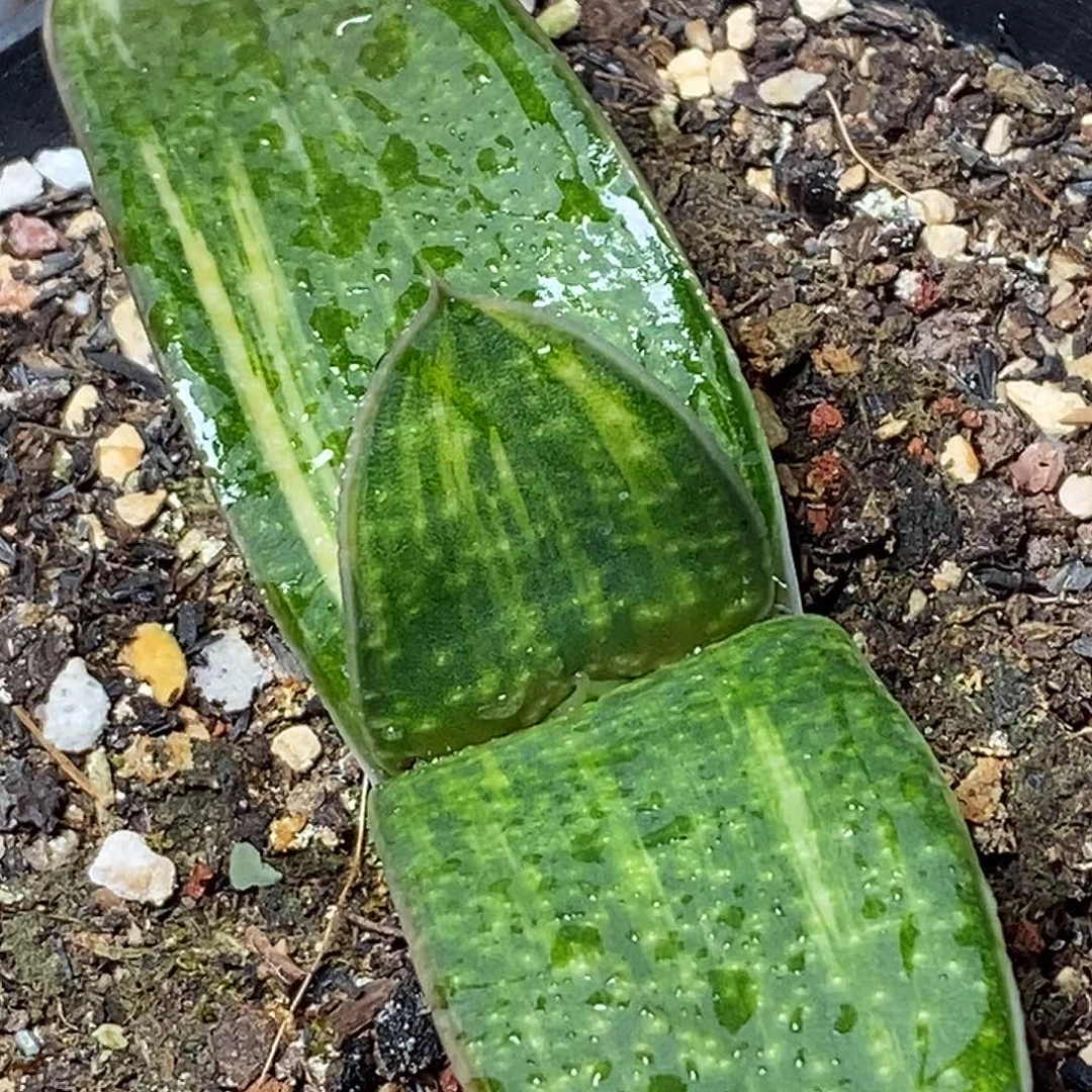 不带盆脱土裸根发货