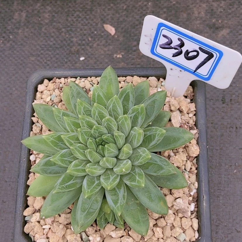 【闪购商品】迷*者2307