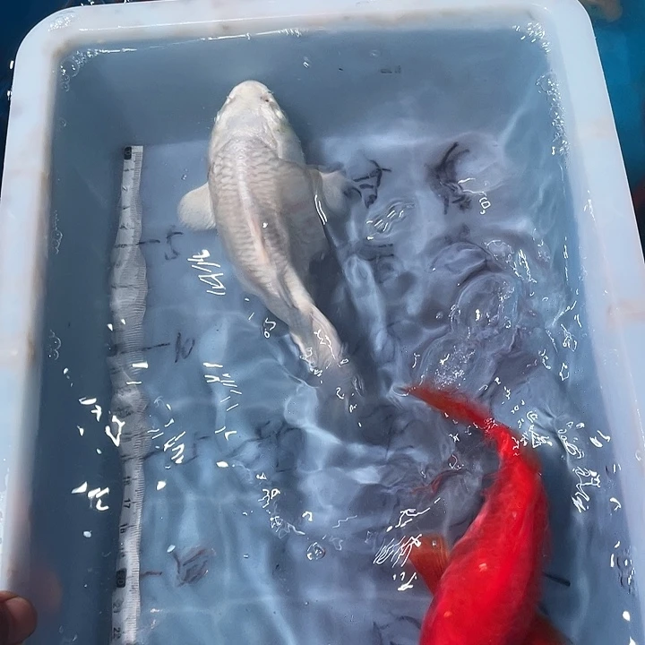 蝴蝶鲤鱼渔场直发21