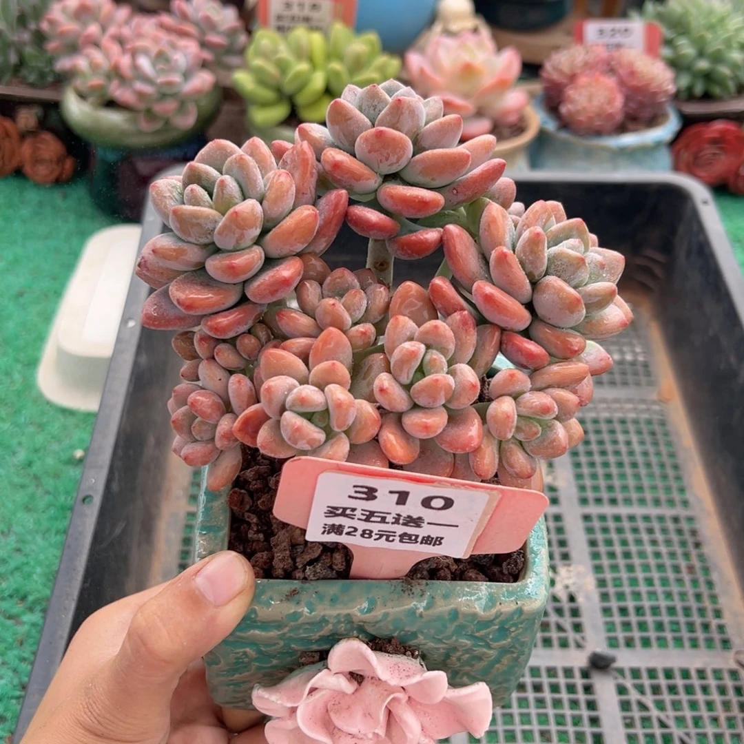 表妹精品多肉植物310.
