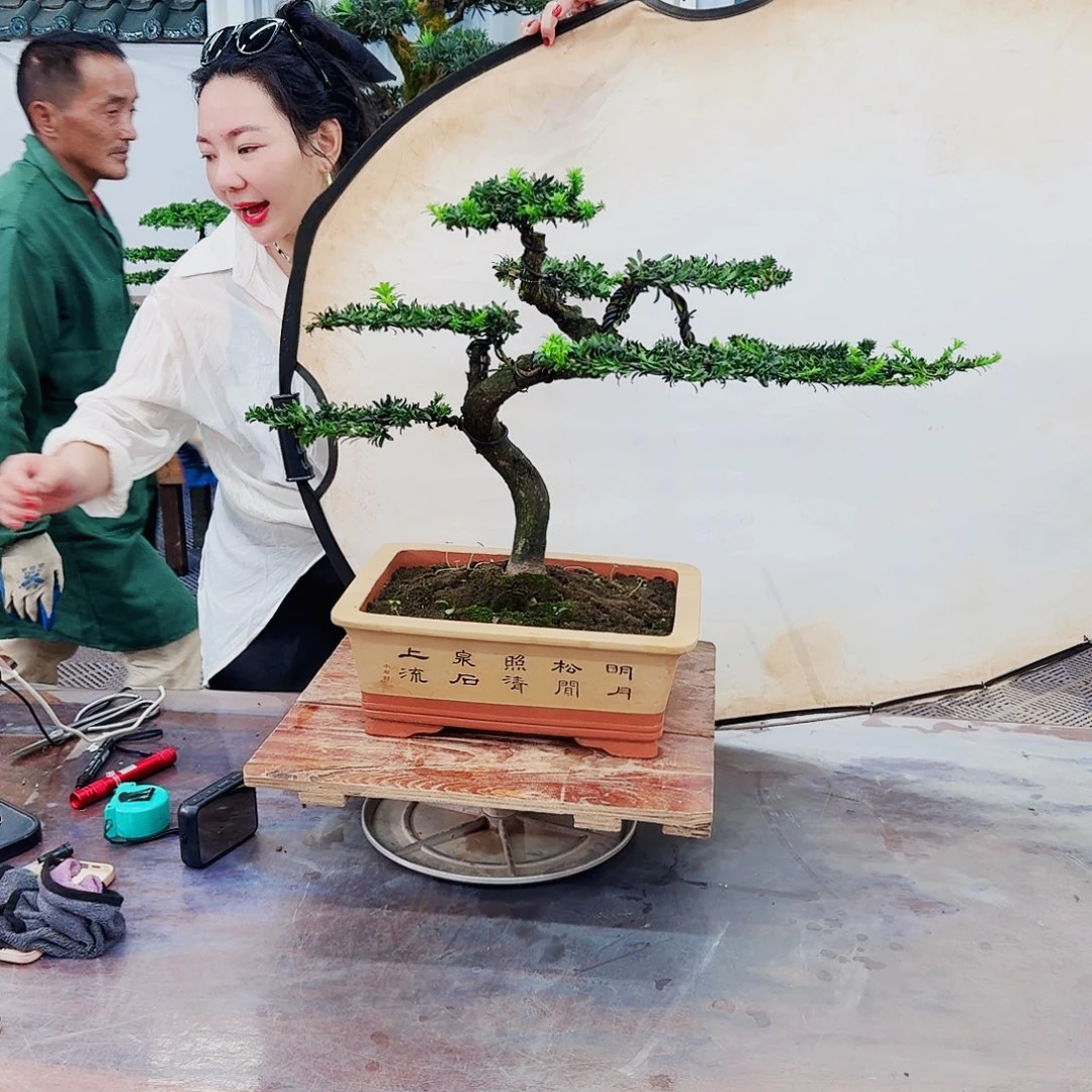 无花朵罗汉松一物一拍288