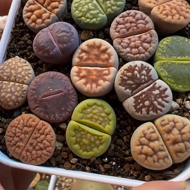 彩虹编号母本组合带盆