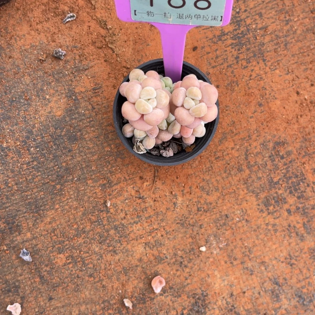 臭***波云尘多肉一物一拍168
