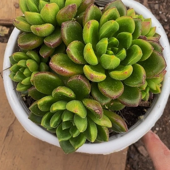 顺****缘绿色14014多肉