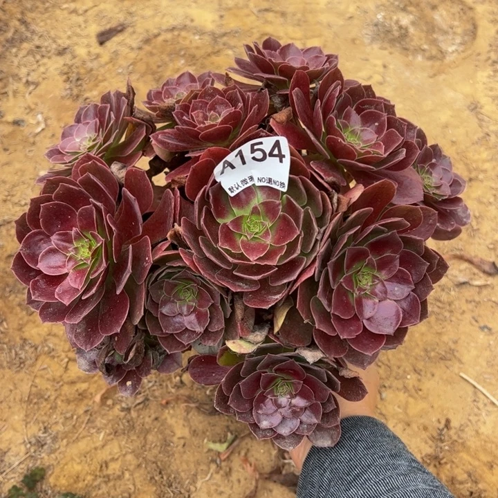 黑魔多肉植物154.