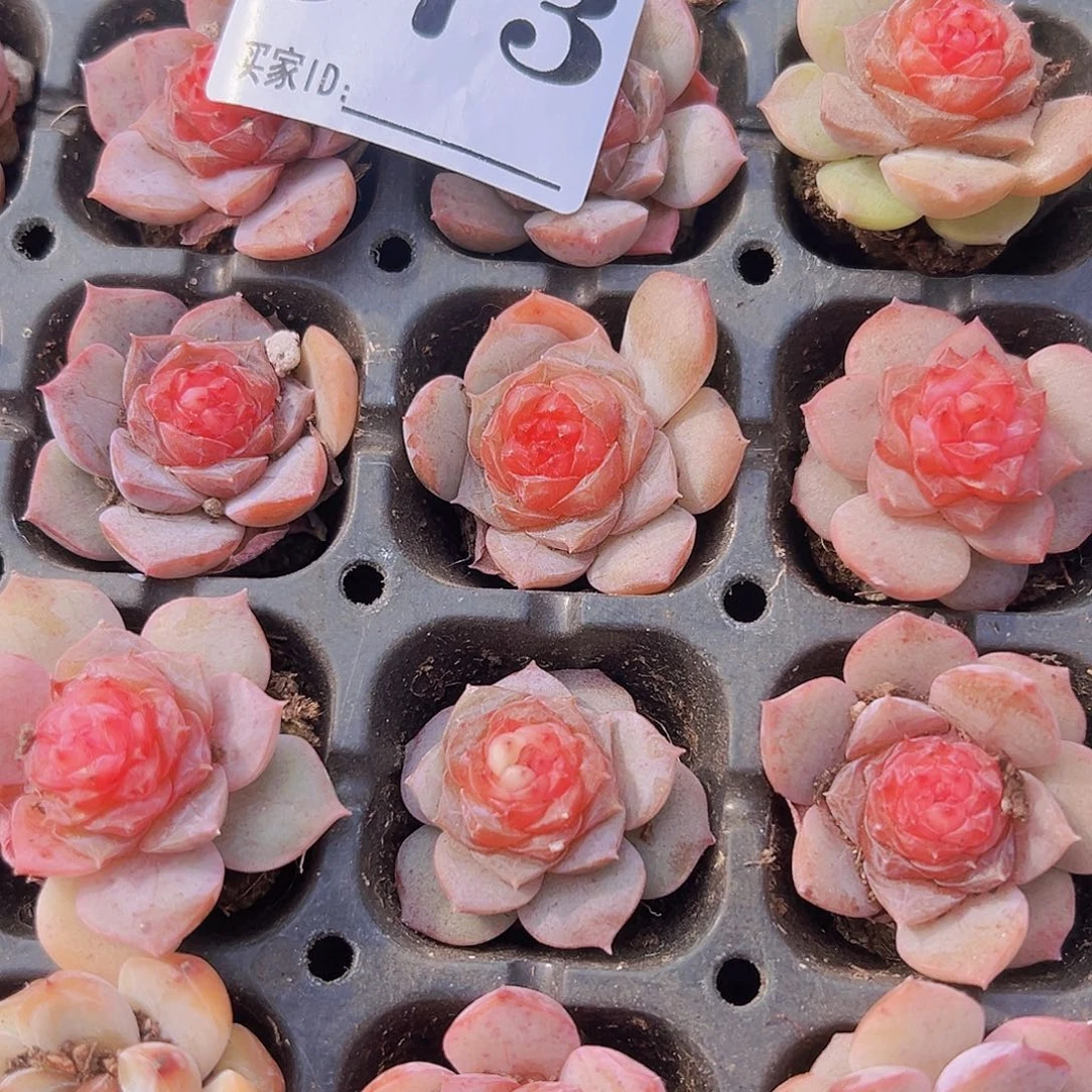 973精品玫瑰花珍妮苗3颗多肉