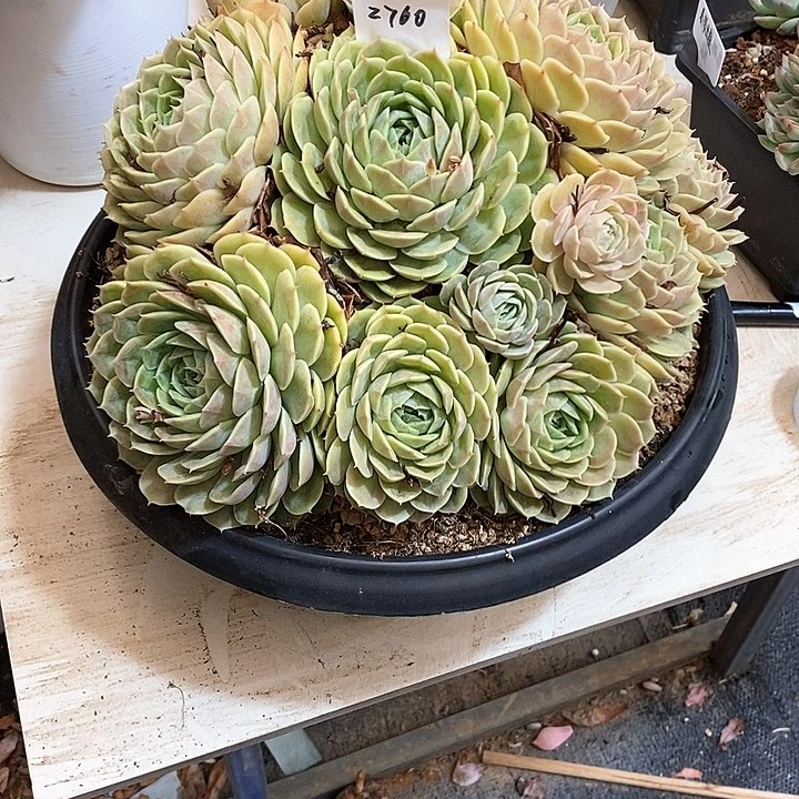 2760安斯洛多肉植物
