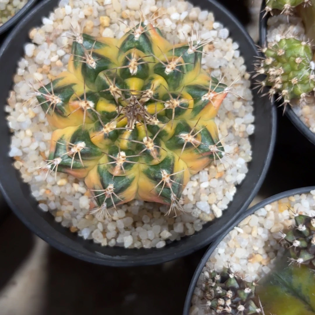 180-0104泰国发货多肉