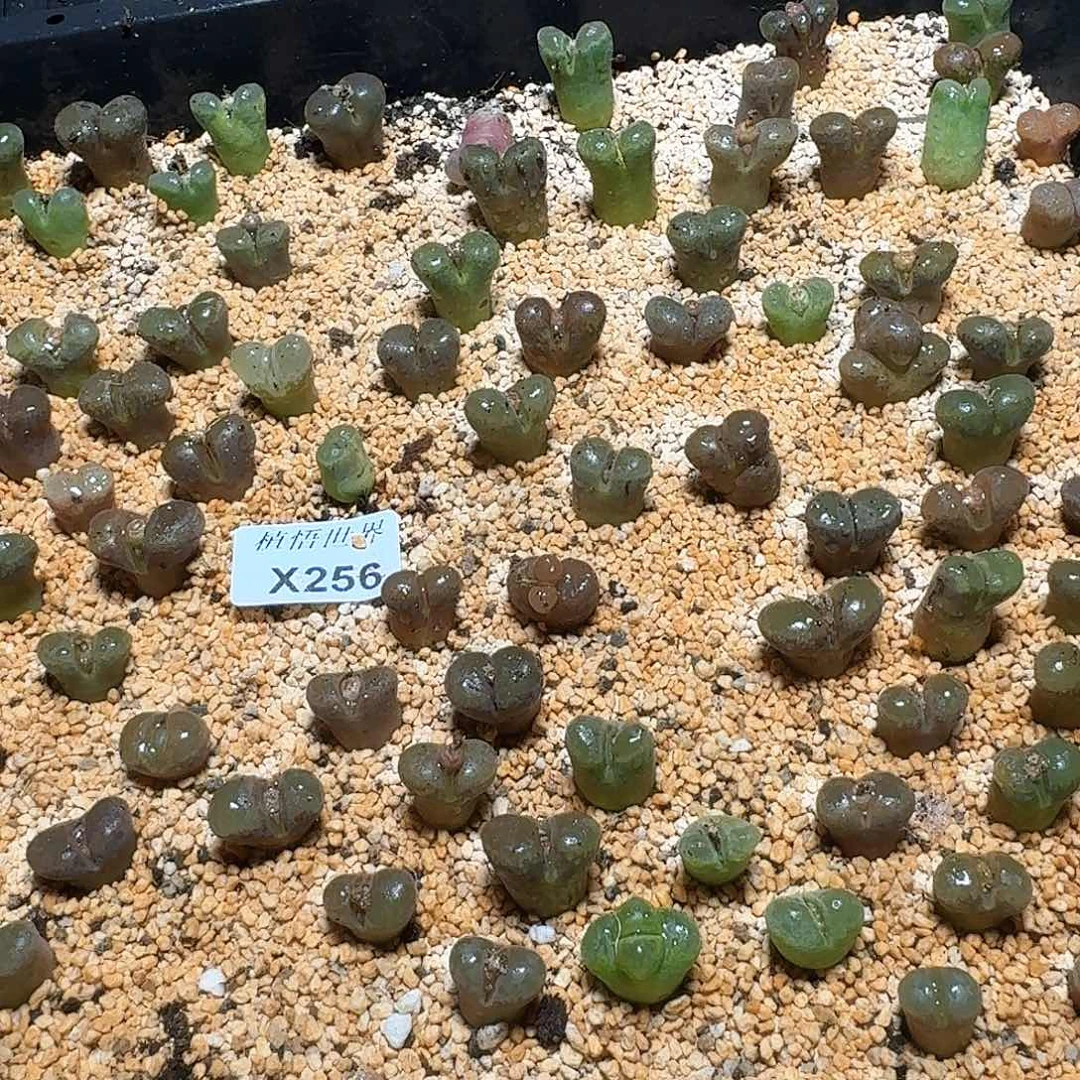 256盒多肉植物哇f g g