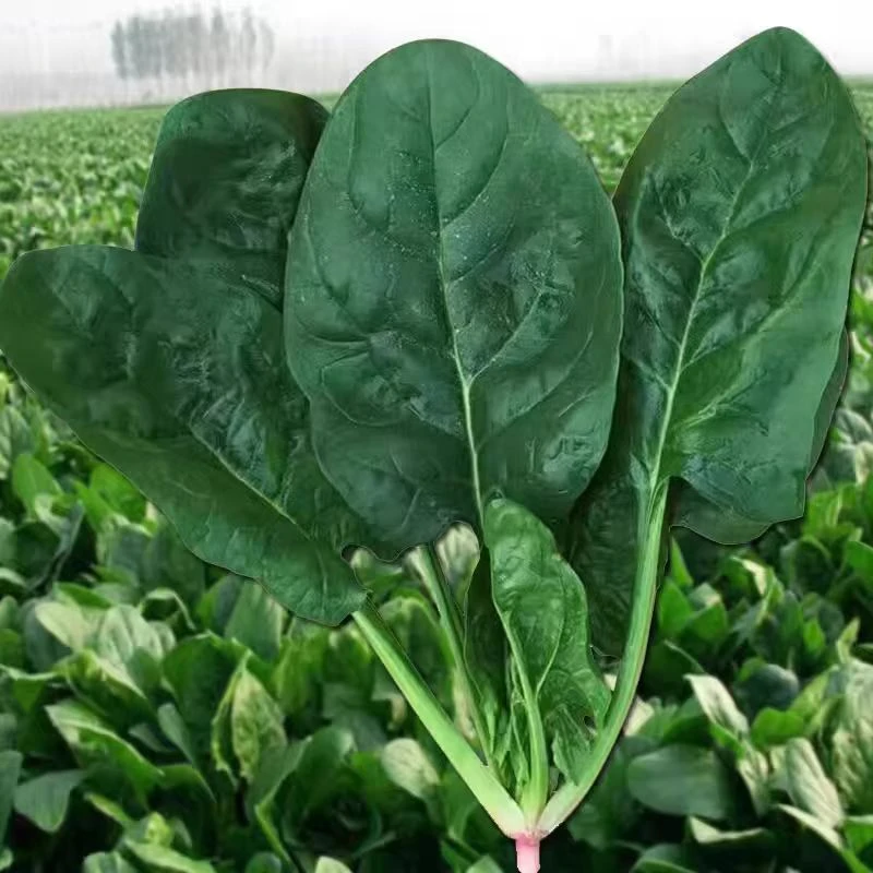 大叶菠菜种子四季蔬菜秋冬籽种阳台种籽抗热菜种盆栽