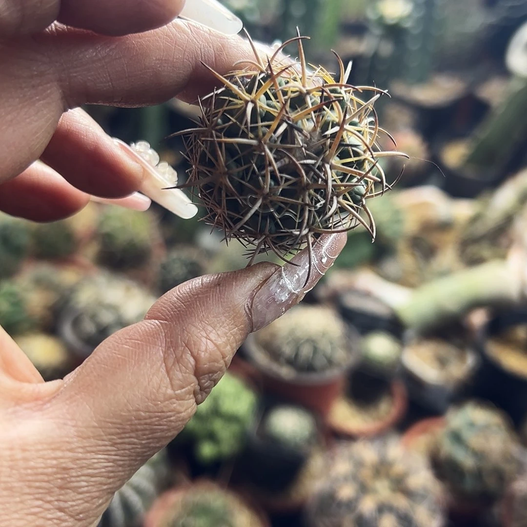 燃*钢钉仙人球1111111