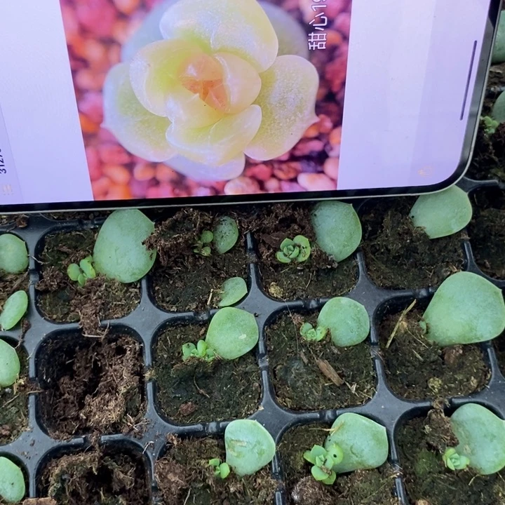 甜心190芽苗一个多肉