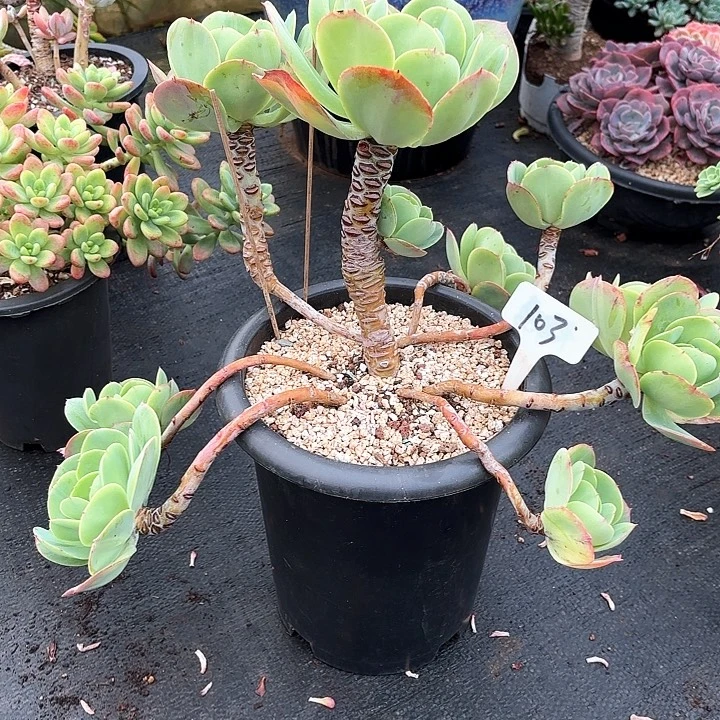 多肉植物，鸡蛋碧桃103号