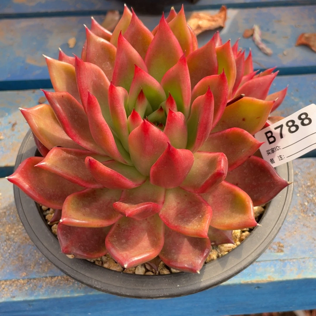 无花朵若如东云组拍B788