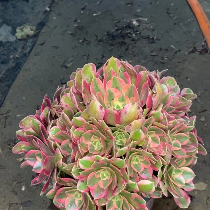 邀月多肉植物70。