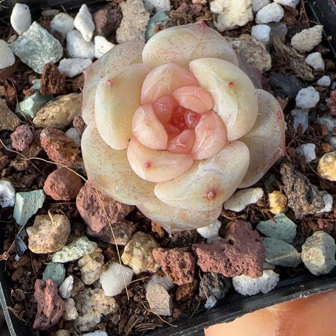 小卡拉米糖心一物一拍