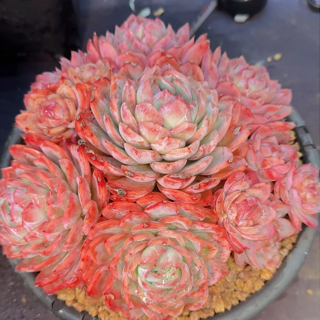 ?*然多肉植物的生长发育