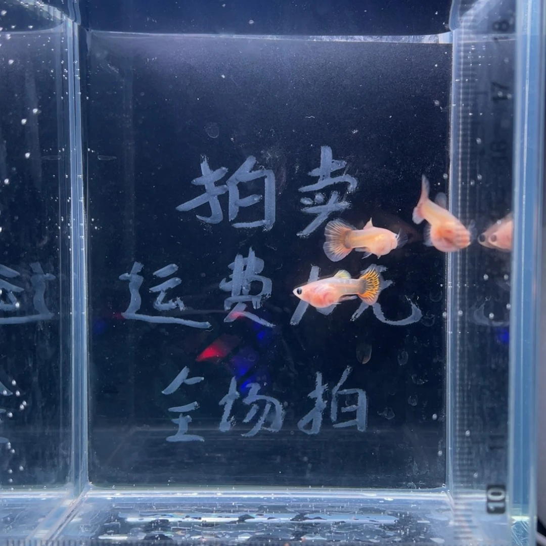 孔雀鱼黄化体小蜜蜂玻璃猫二公一母