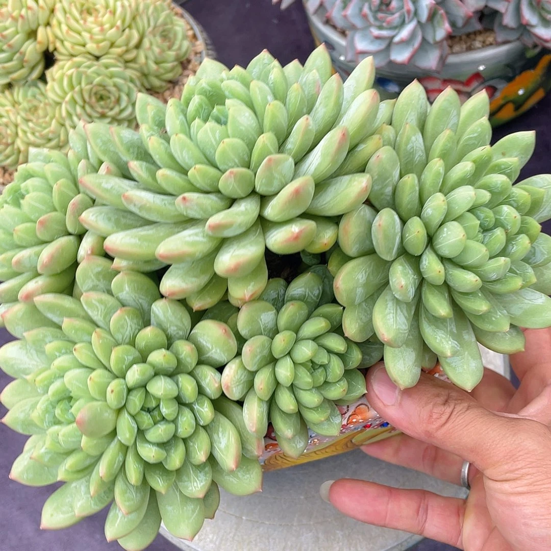 多肉植物脱土包邮